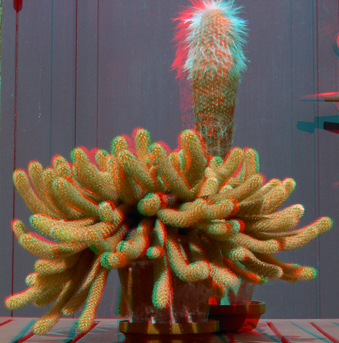 Анаглиф - Кактус Анаглиф - Кактус