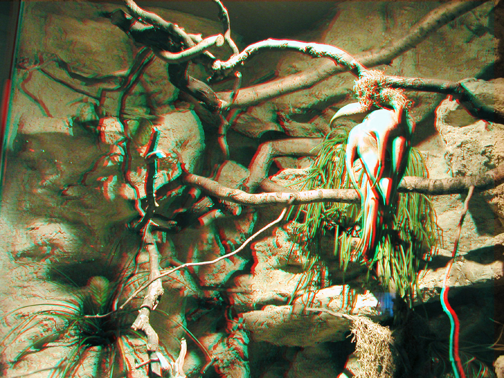 Анаглиф - Ветвистое дерево в павильоне зоопарка Анаглиф - Ветвистое дерево в павильоне зоопарка