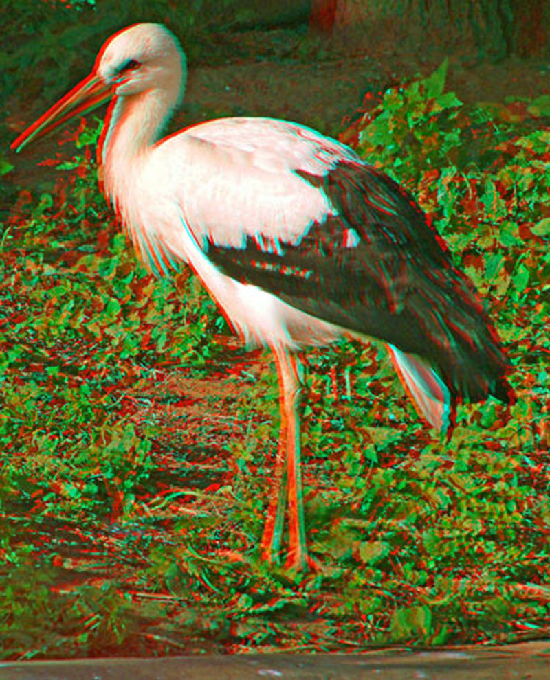 Анаглиф - Аист Анаглиф - Аист