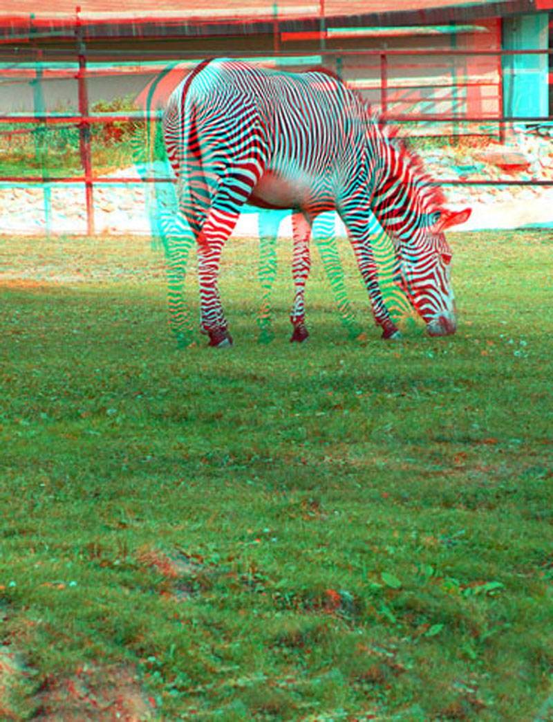 Анаглиф - Зебра Анаглиф - Зебра