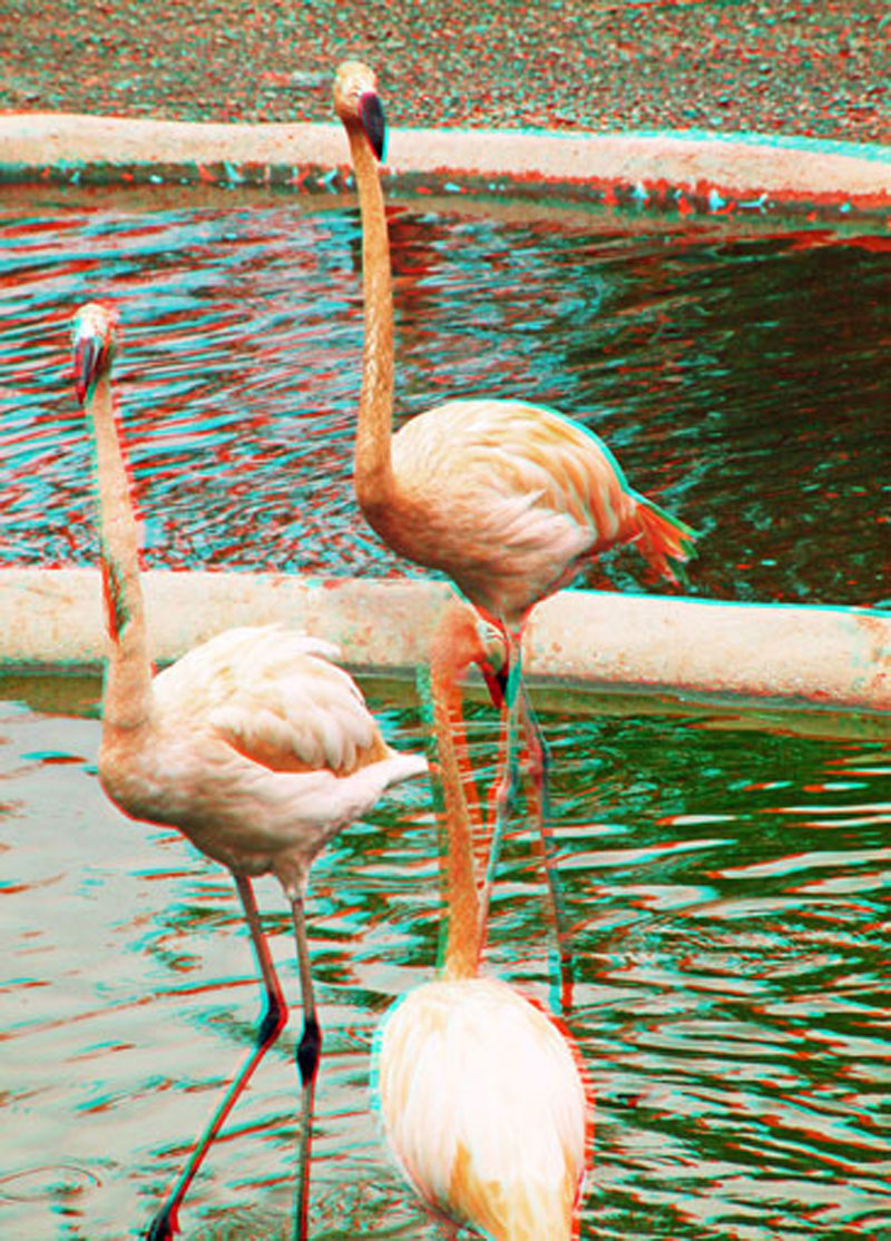 Анаглиф - Фламинго Анаглиф - Фламинго