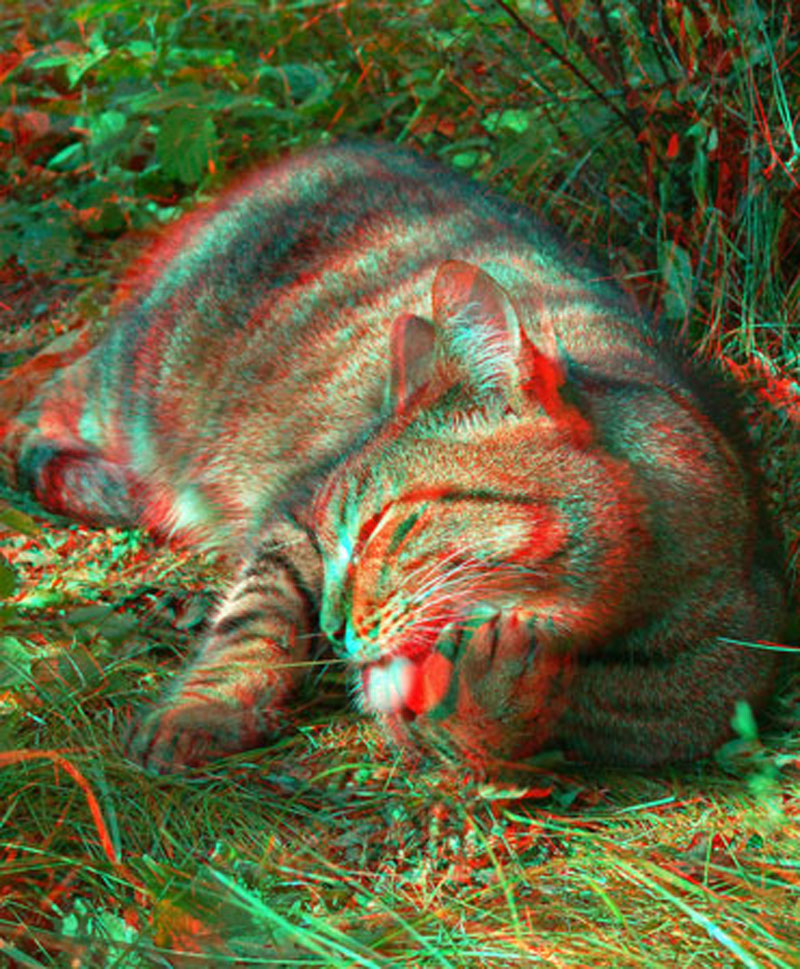 Анаглиф - Лежащая кошка вылизывает лапу Анаглиф - Лежащая кошка вылизывает лапу