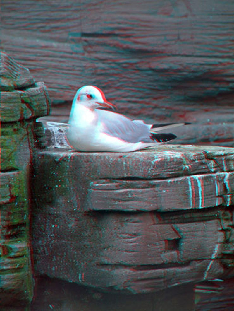 Анаглиф - Отдыхающая чайка Анаглиф - Отдыхающая чайка