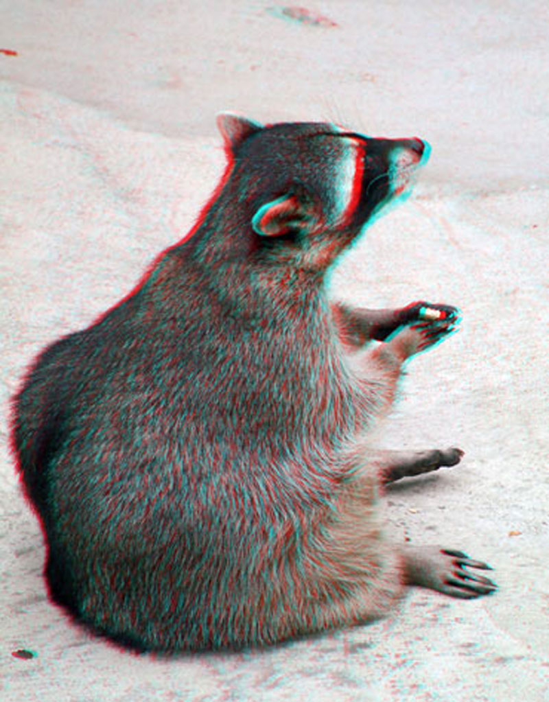 Анаглиф - Енот Анаглиф - Енот