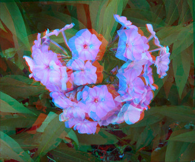 Анаглиф - Флоксы Анаглиф - Флоксы