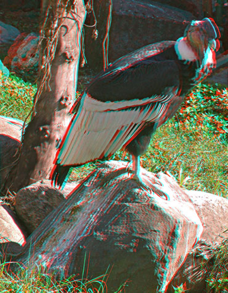 Анаглиф - Андский кондор, стоящий на камне Анаглиф - Андский кондор, стоящий на камне