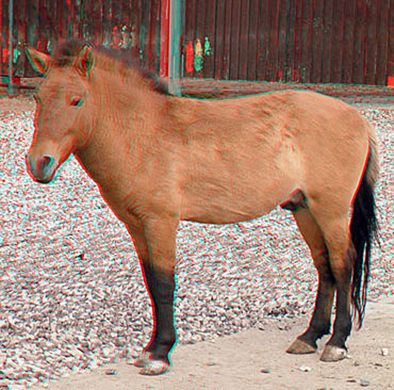 Анаглиф - Лошадь Пржевальского Анаглиф - Лошадь Пржевальского