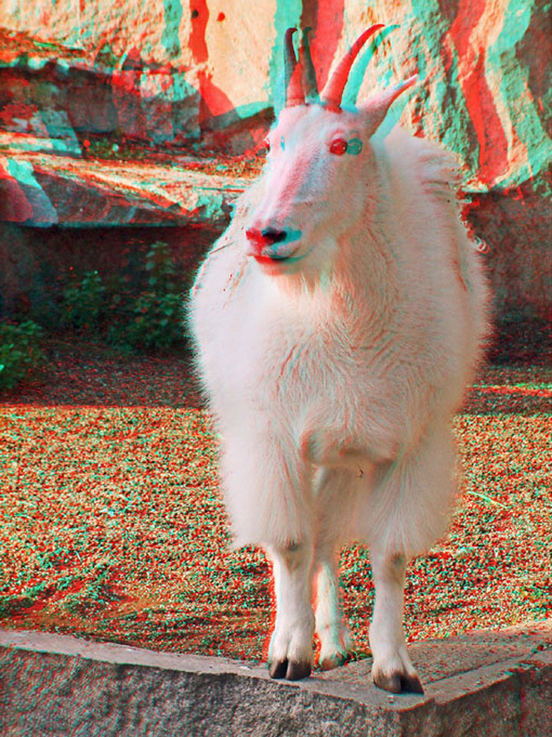 Анаглиф - Белая коза Анаглиф - Белая коза