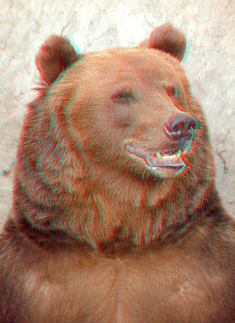 Анаглиф - Бурый медведь Анаглиф - Бурый медведь