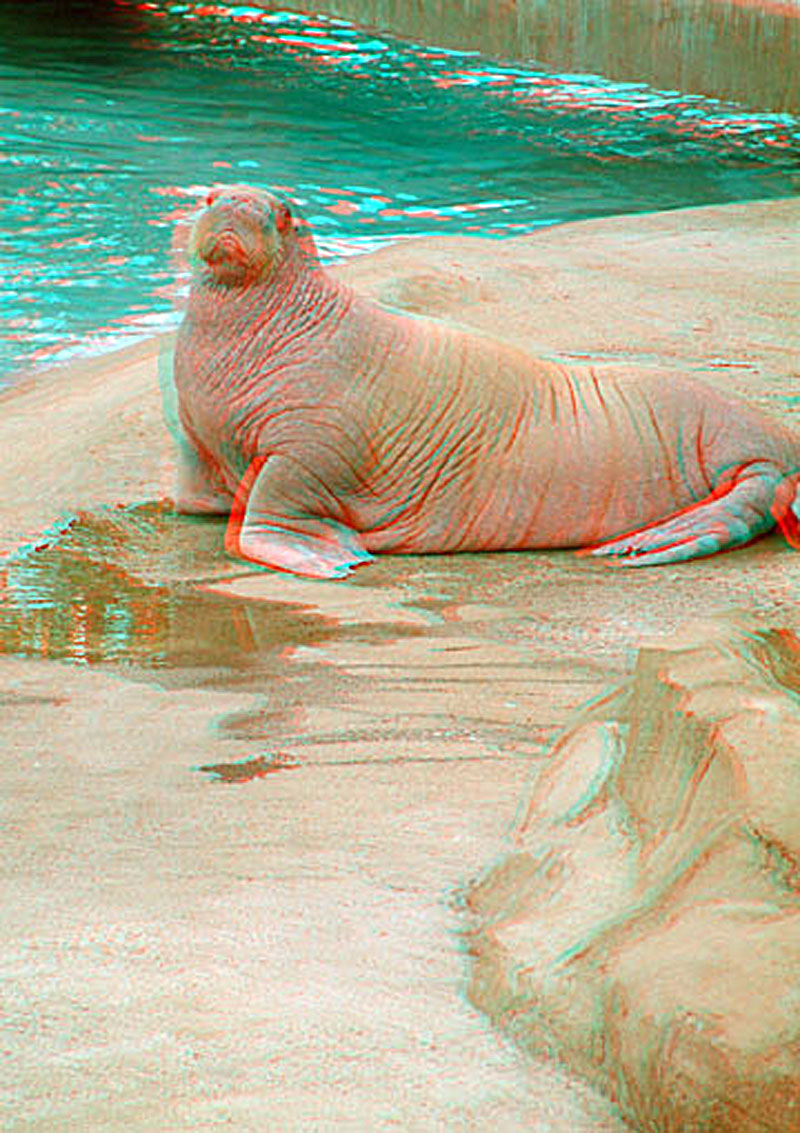 Анаглиф - Морж Анаглиф - Морж