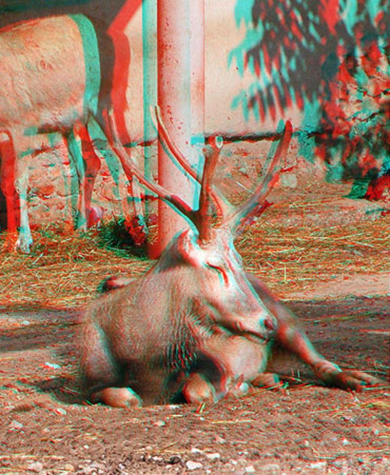 Анаглиф - Олени в зоопарке Анаглиф - Олени в зоопарке