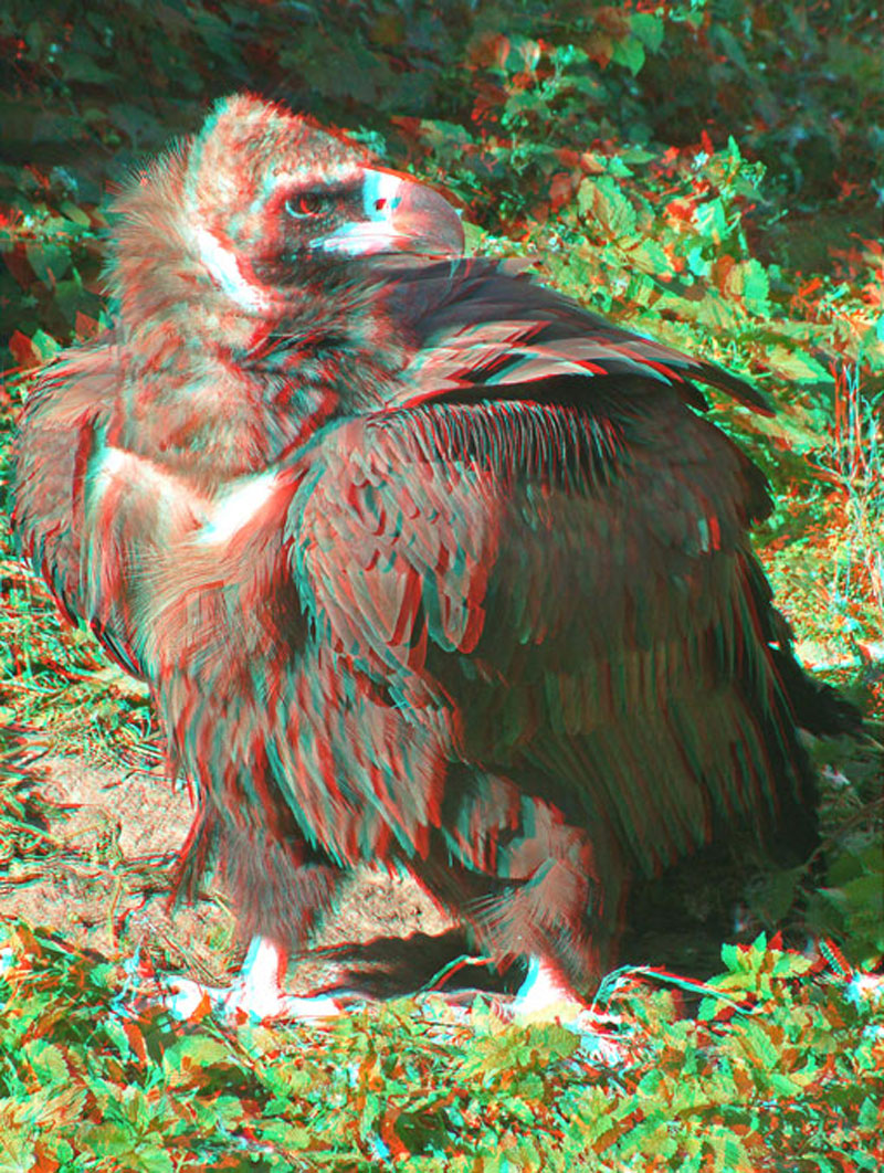 Анаглиф - Гриф Анаглиф - Гриф