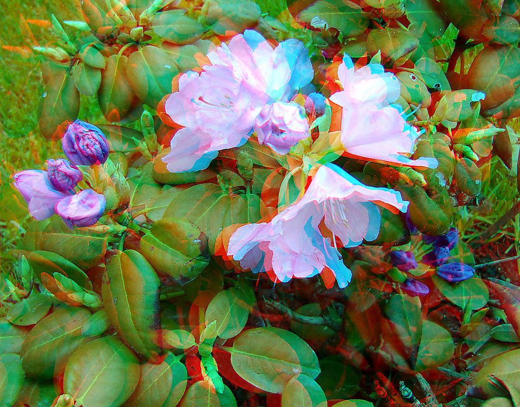 Анаглиф - Рододенрон Анаглиф - Рододенрон