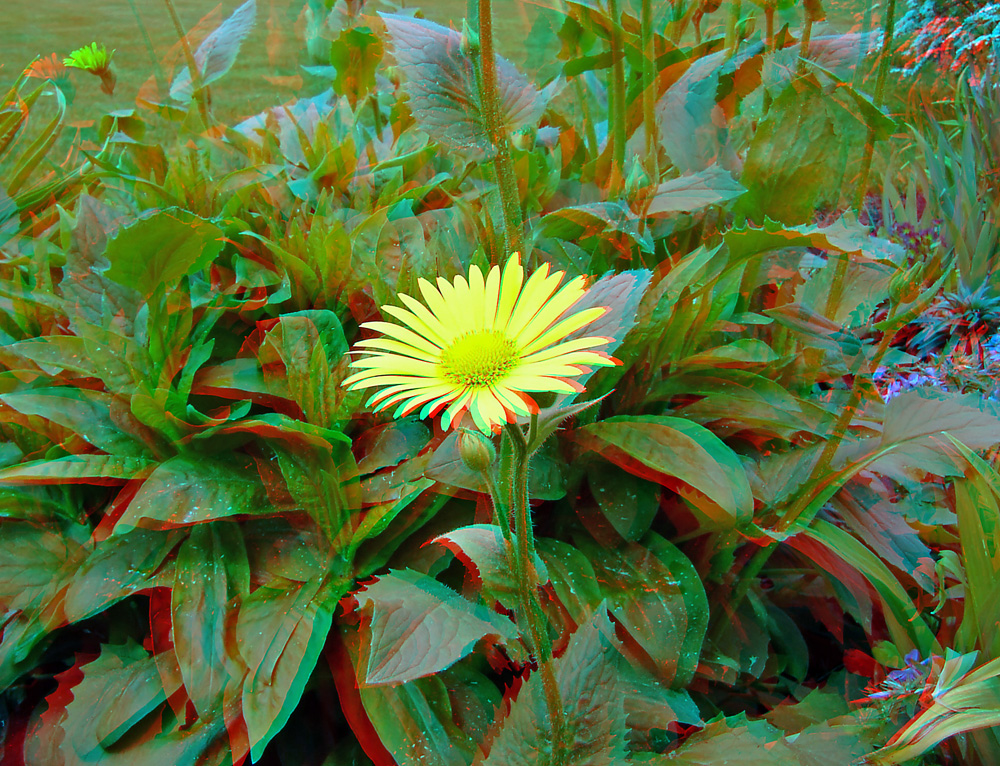 Анаглиф - Жёлтый цветок Анаглиф - Жёлтый цветок