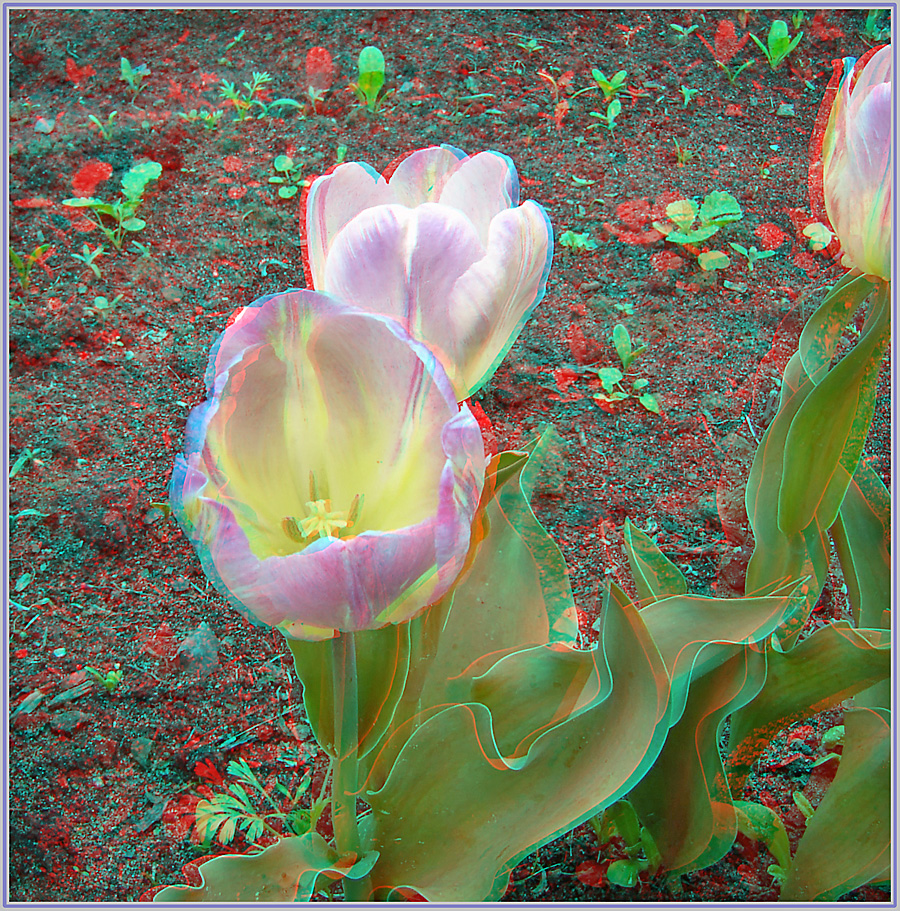 Анаглиф - Тюльпаны Анаглиф - Тюльпаны