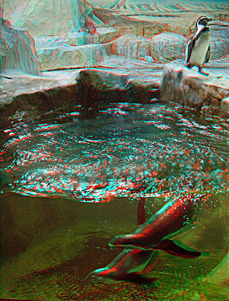 Анаглиф - Пингвины в зоопарке Анаглиф - Пингвины в зоопарке