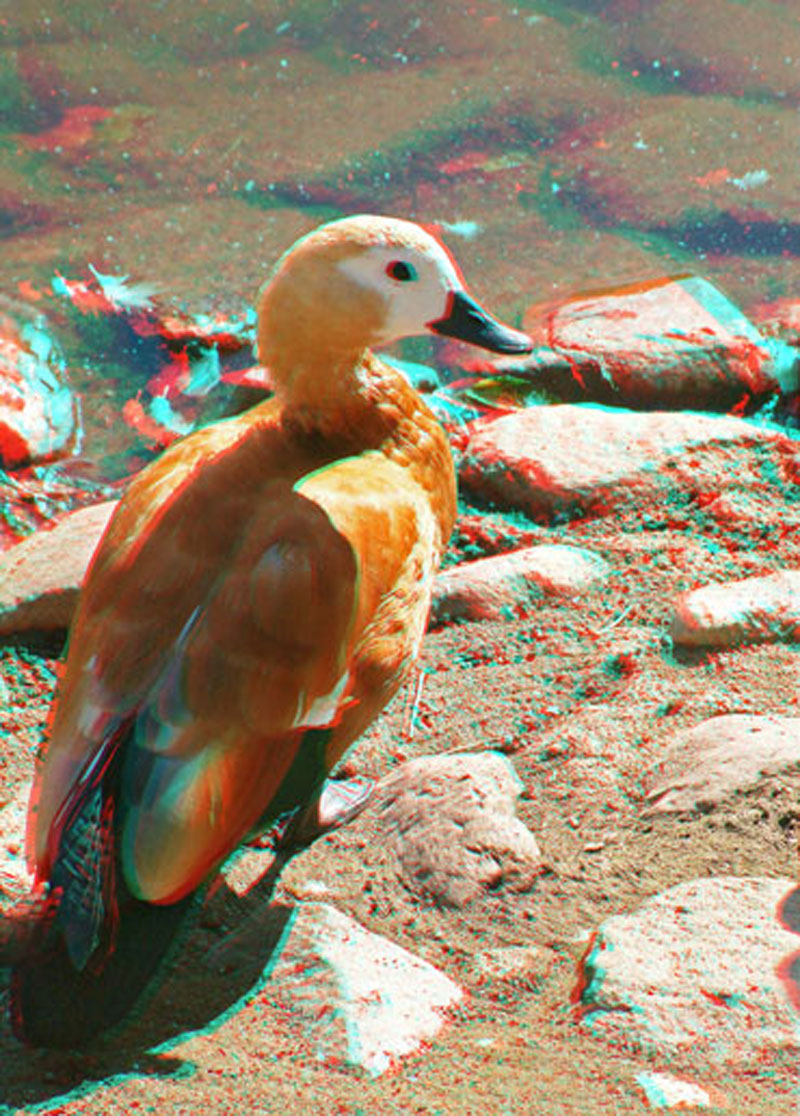 Анаглиф - Утка огарь Анаглиф - Утка огарь