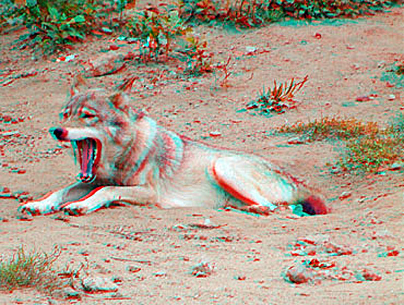 Анаглиф - Зевающий волк Анаглиф - Зевающий волк