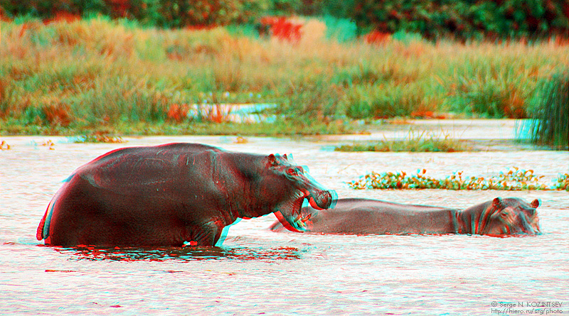 Анаглиф - Бегемоты в воде Анаглиф - Бегемоты в воде