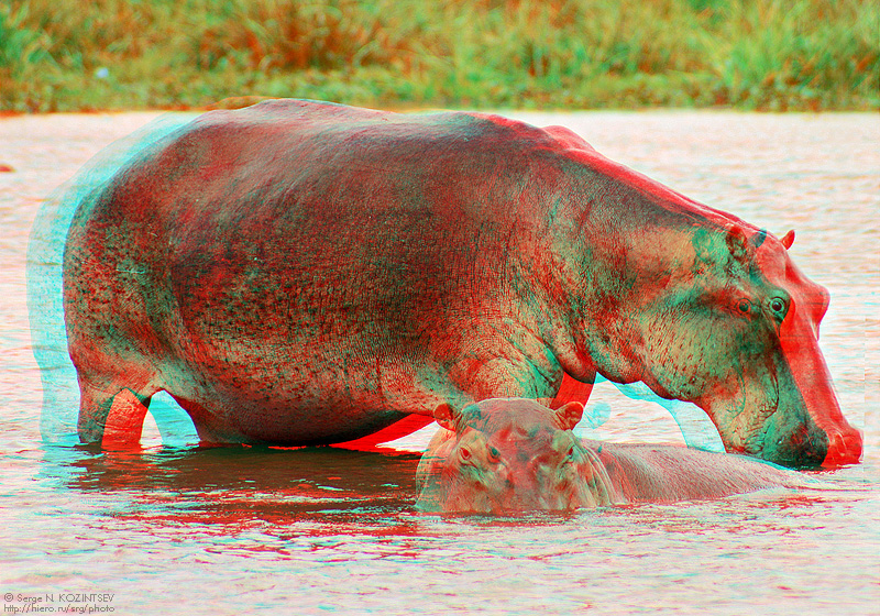 Анаглиф - Два бегемота Анаглиф - Два бегемота