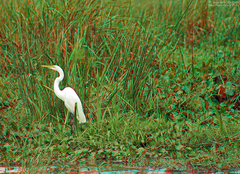 Анаглиф - Большая белая цапля в камышах Анаглиф - Большая белая цапля в камышах