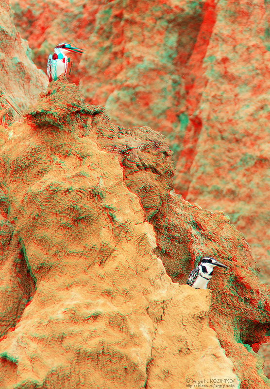 Анаглиф - Малые пегие зимородки Анаглиф - Малые пегие зимородки