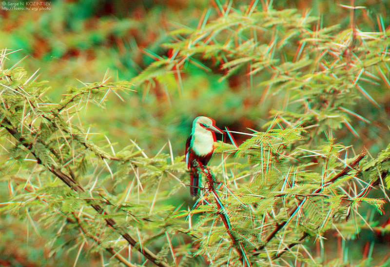 Анаглиф - Поющая в терновнике: сенегальская альциона Анаглиф - Поющая в терновнике: сенегальская альциона