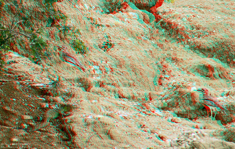 Анаглиф - Птицы на песчаном склоне Анаглиф - Птицы на песчаном склоне