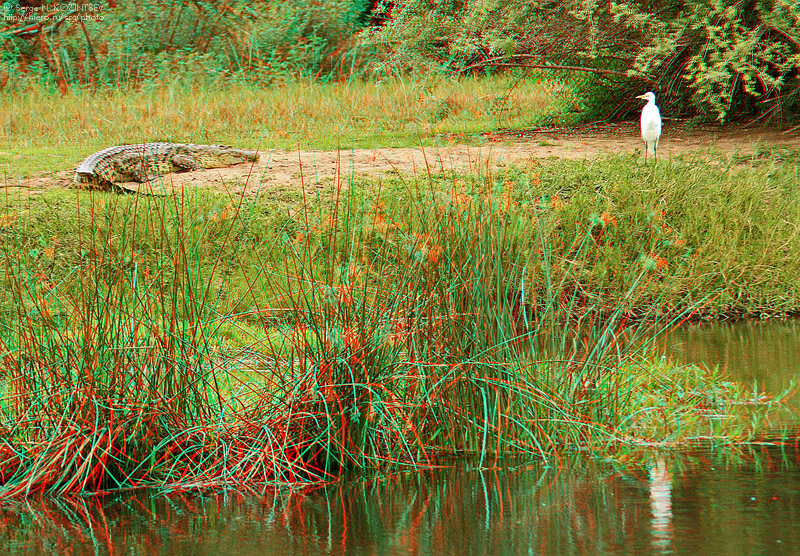 Анаглиф - Крокодил и белая птица на берегу водоема Анаглиф - Крокодил и белая птица на берегу водоема