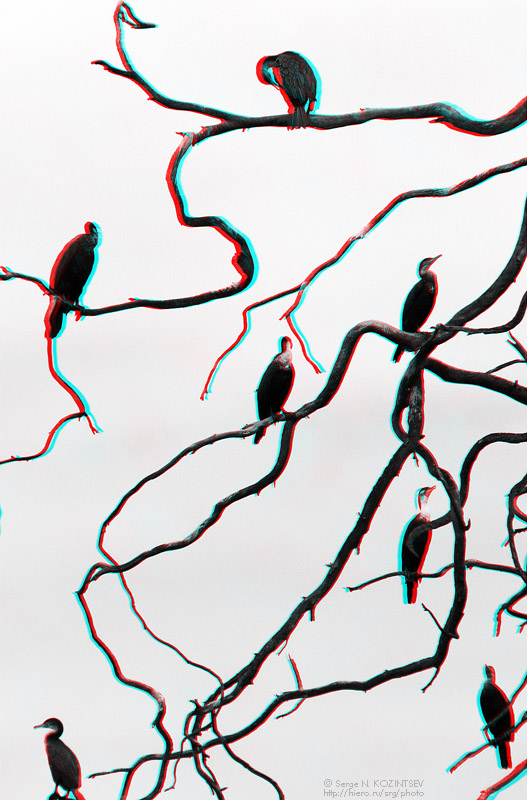 Анаглиф - Африканские птицы Анаглиф - Африканские птицы