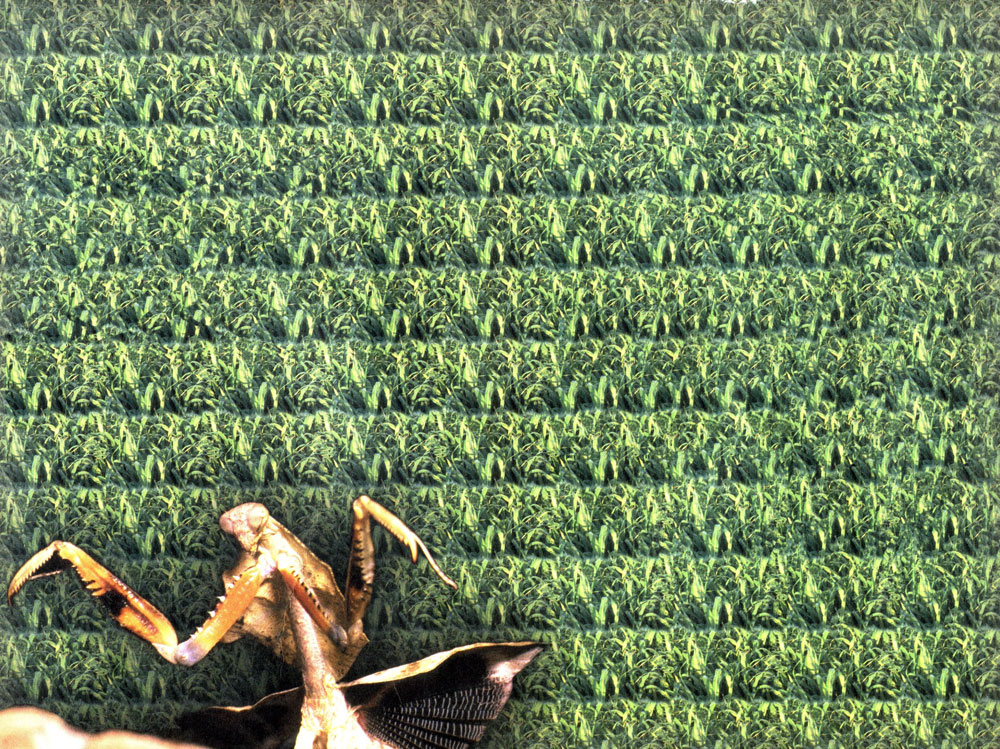 Стереограмма - Богомол Стереограмма - Богомол