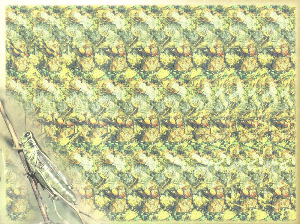 Стереограмма - Кузнечик Стереограмма - Кузнечик