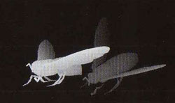 Подсказка к стереограмме - Мухи Подсказка к стереограмме - Мухи