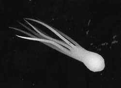 Подсказка к стереограмме - Осьминог Подсказка к стереограмме - Осьминог